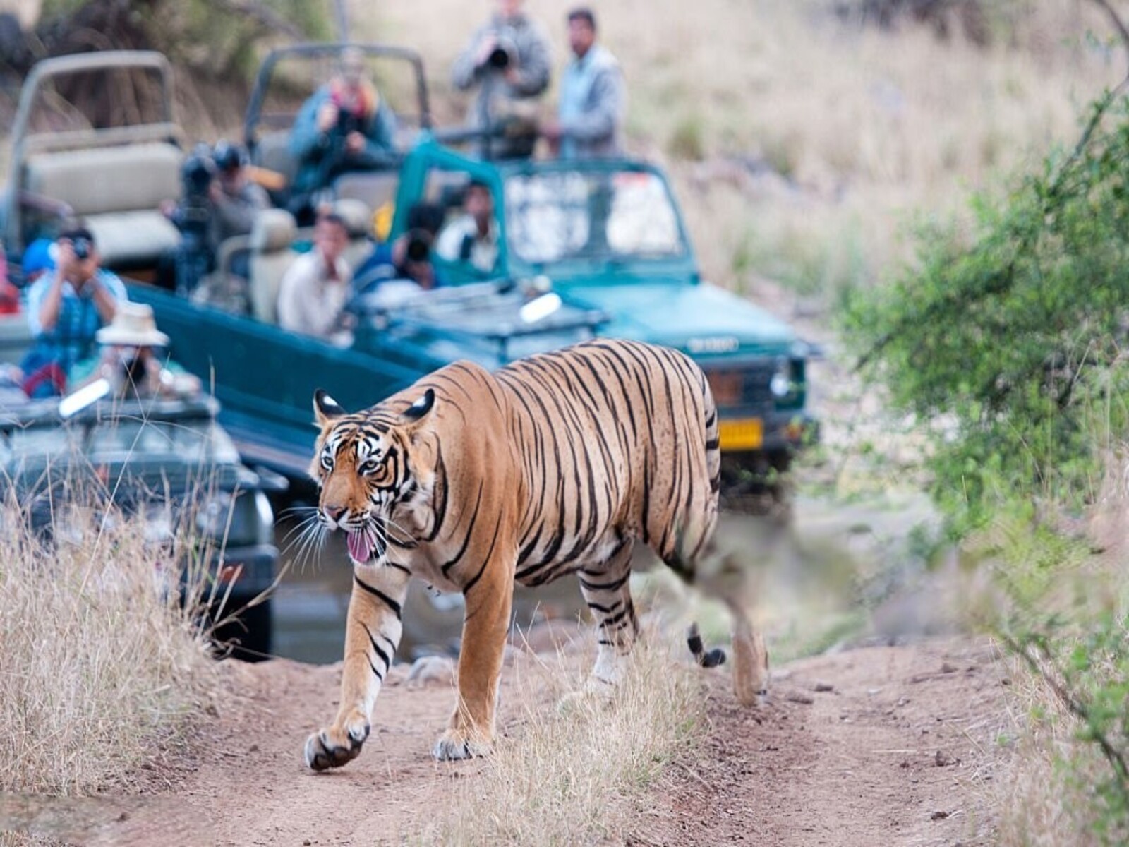 GYPSY SAFARI